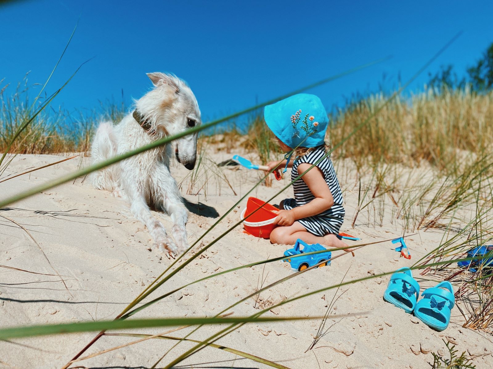 Où partir en juillet en France avec un chien?